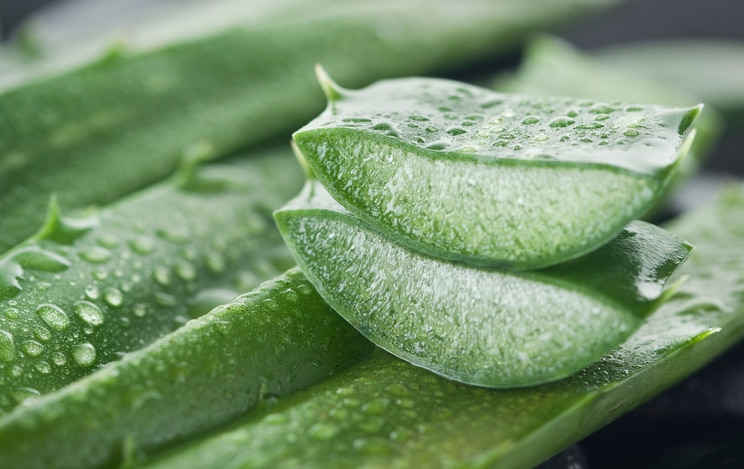 Dewy aloe slices on aloe stalks. You may also like: