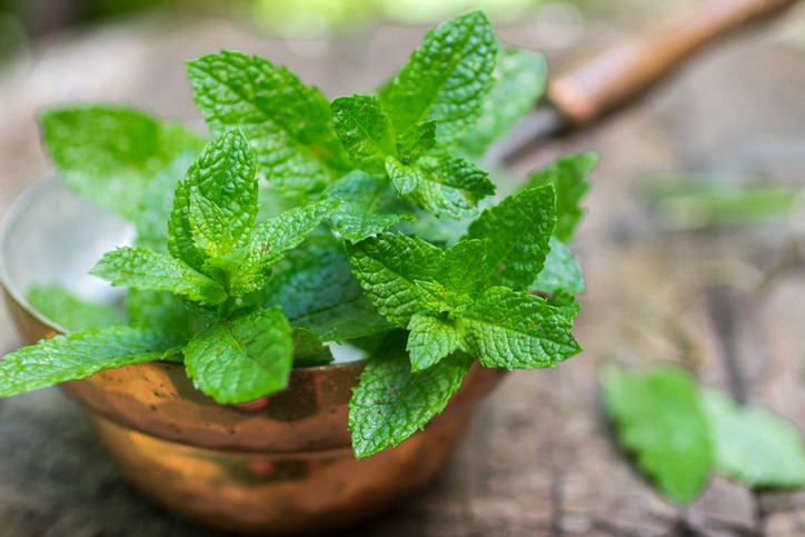 Fresh mint on a wooden table. The rustic style. Selective focus