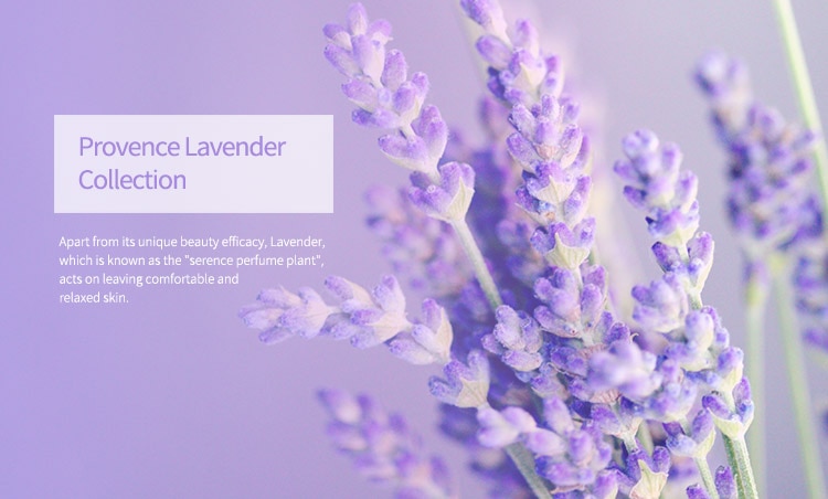 lavender series.jpg
